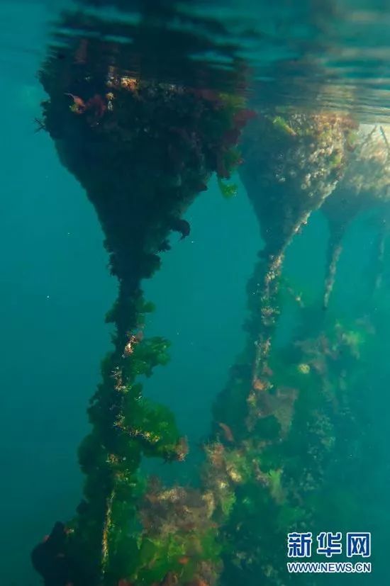 接下来福建人都在吃梭子蟹,接下来福建人开始吃什么菜