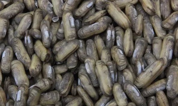 接下来福建人都在吃梭子蟹,接下来福建人开始吃什么菜