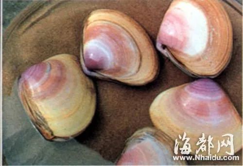 接下来福建人都在吃梭子蟹,接下来福建人开始吃什么菜