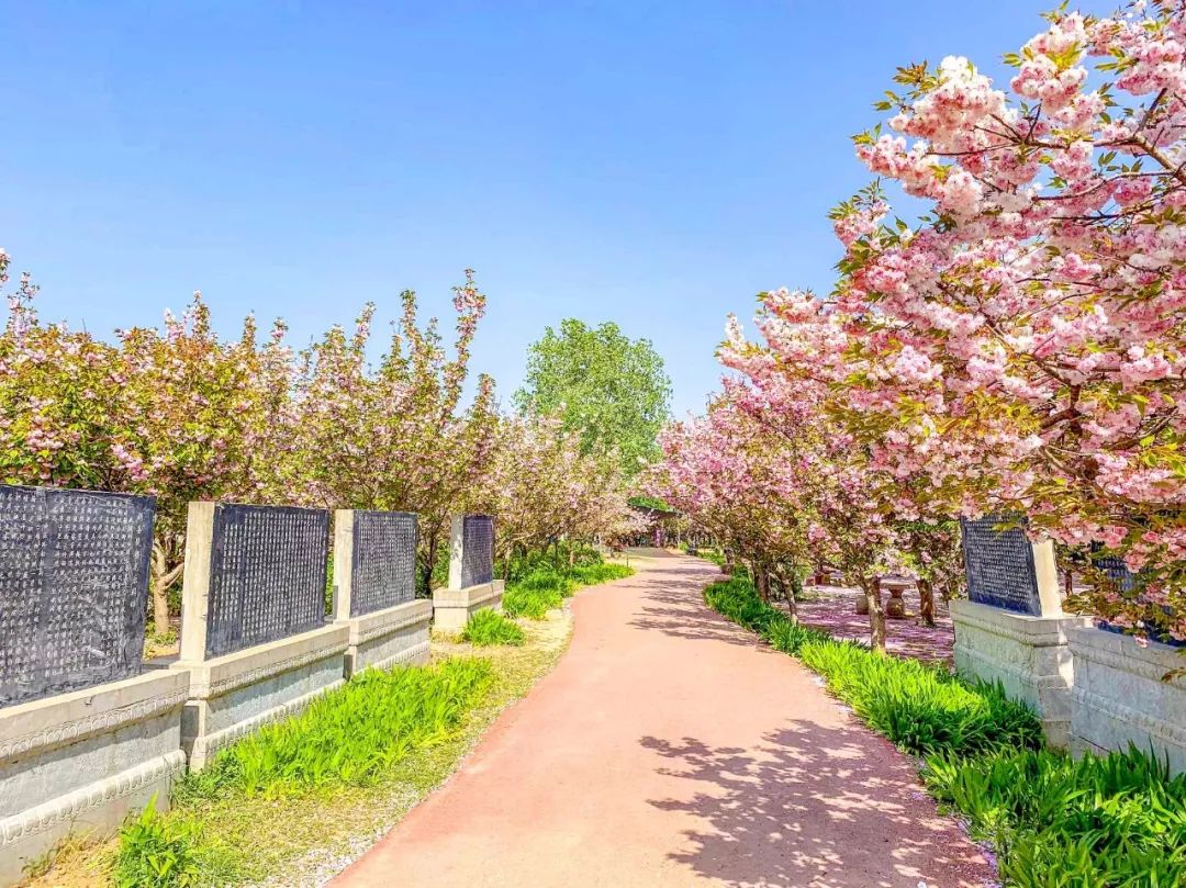 鑱婂煄濮滃牑涔愬洯妯辫姳,鑱婂煄濮滃牑妯辫姳涔愬洯