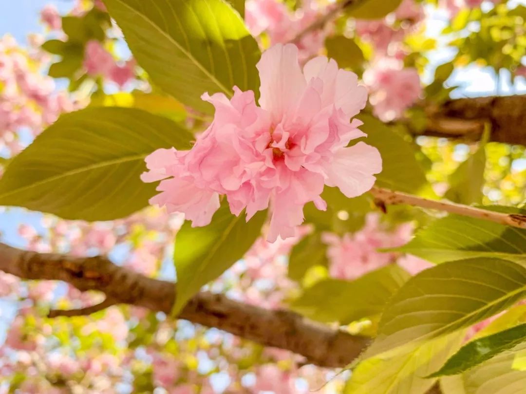 鑱婂煄濮滃牑涔愬洯妯辫姳,鑱婂煄濮滃牑妯辫姳涔愬洯