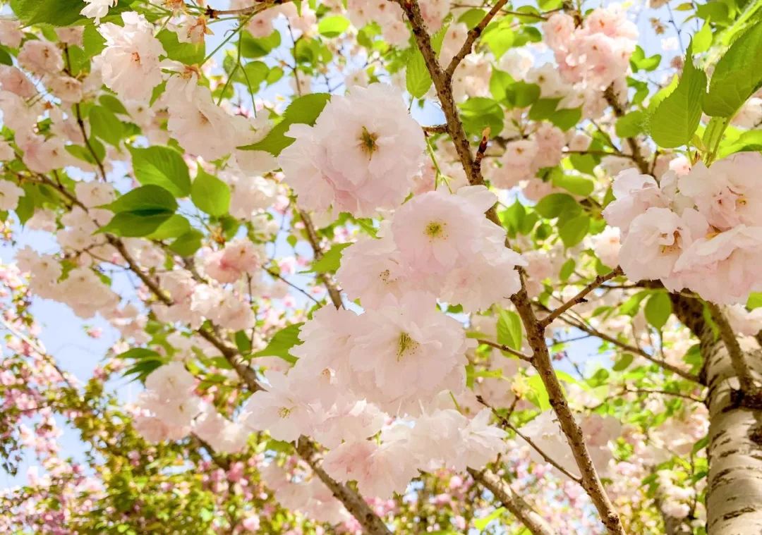 鑱婂煄濮滃牑涔愬洯妯辫姳,鑱婂煄濮滃牑妯辫姳涔愬洯