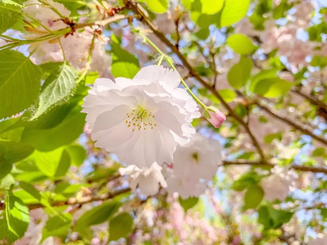 鑱婂煄濮滃牑涔愬洯妯辫姳,鑱婂煄濮滃牑妯辫姳涔愬洯