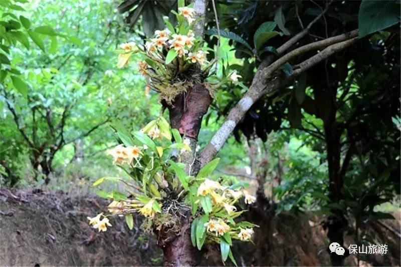 石斛花开等你来,石斛花开惊艳了时光