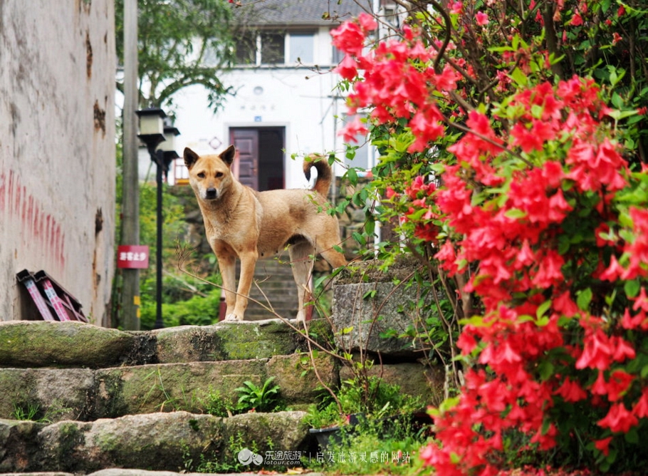 山沟沟里不存在的风景美如画,充满田园风光的美丽小村庄