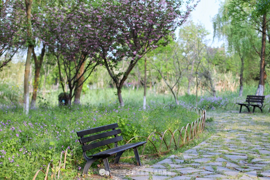 原味江南｜在春日繁花烂漫的沙家浜，等风也等你
