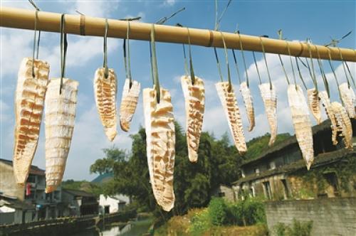 瀹佹尝鏄ョ瑡浜т笟,娴欐睙瀹佹尝鏄ョ瑡