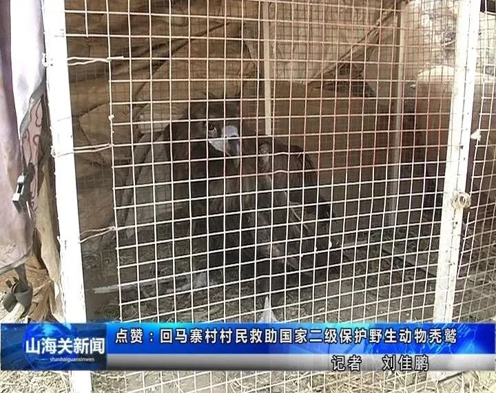 捡到小鸟是国家二级野生保护动物,花坛惊现大鸟国家保护动物