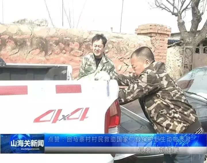 捡到小鸟是国家二级野生保护动物,花坛惊现大鸟国家保护动物