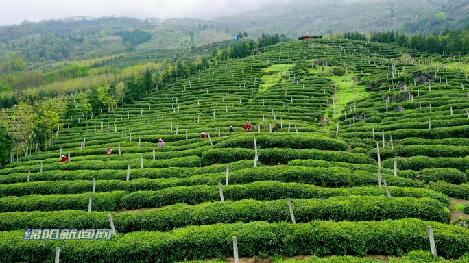 云城安塘清明茶飘香茶农采茶忙,天宝乡谷雨茶飘香茶农采摘忙