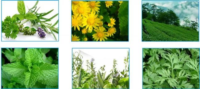 止痒消肿蚊虫膏泰国,泰国防蚊子药膏