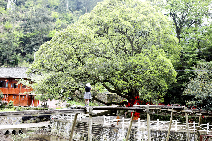 台江县红阳苗寨介绍,台江红阳苗寨旅游攻略