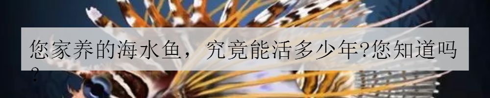 日常鱼缸维护注意事项大全,大型鱼缸维护十大技巧