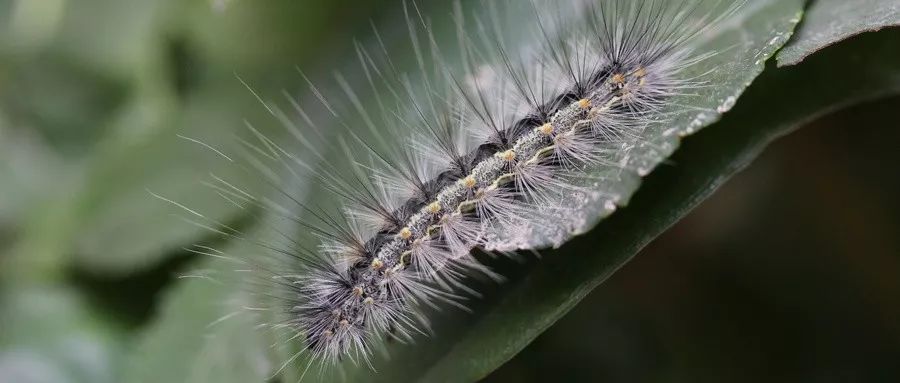 夜蛾类主要害虫有哪些,斜纹夜蛾类害虫