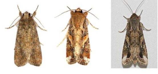 夜蛾类主要害虫有哪些,斜纹夜蛾类害虫