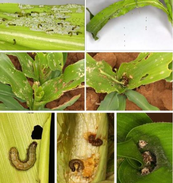 夜蛾类主要害虫有哪些,斜纹夜蛾类害虫