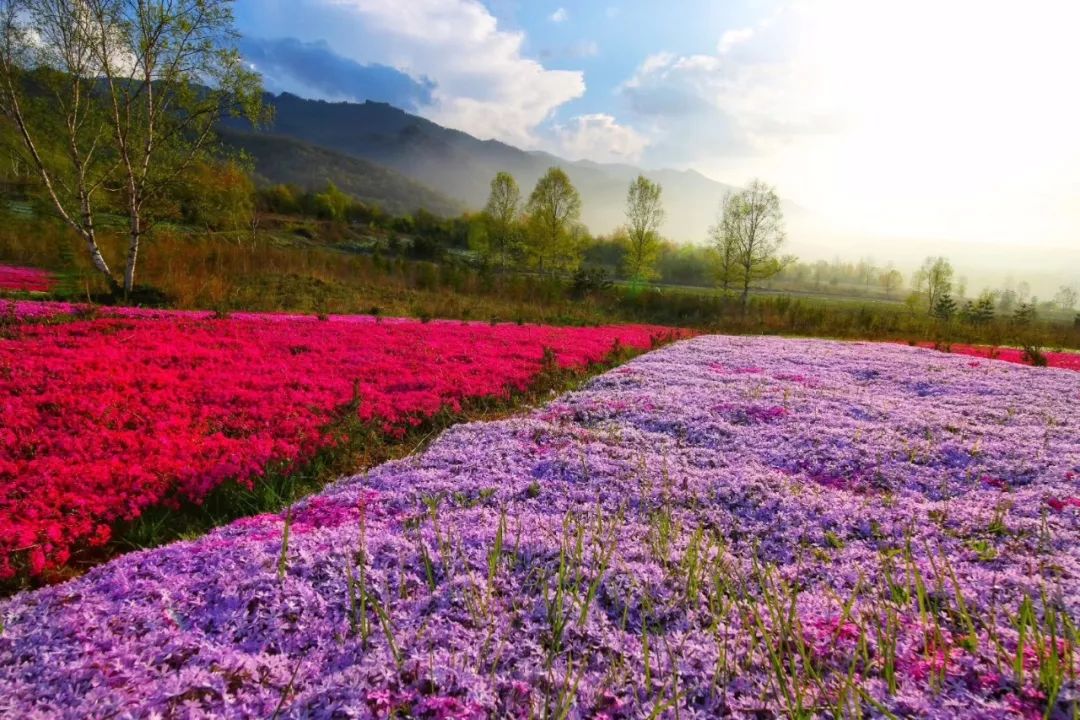 西安旅游景区直通车推出春节优惠,西安免费景点直通车
