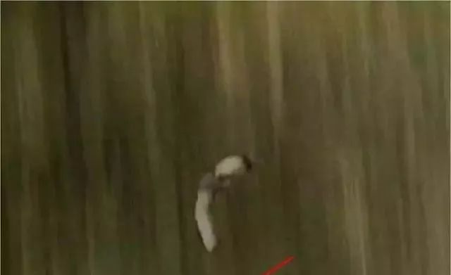 剪辑西游记音乐侵权吗,西游记被抄袭的歌曲