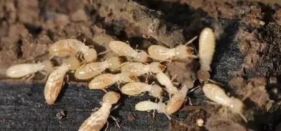 地下害虫的综合防治方法有哪些,地下害虫的主要防治方法是什么