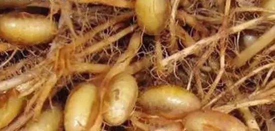 地下害虫的综合防治方法有哪些,地下害虫的主要防治方法是什么