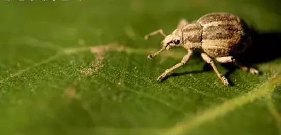 地下害虫的综合防治方法有哪些,地下害虫的主要防治方法是什么