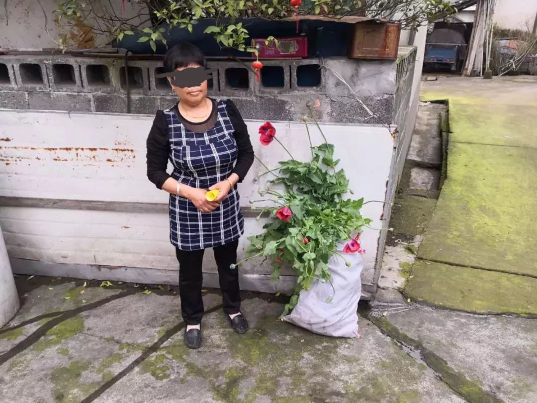 这个“偏方”能治病？上饶两位村民在自家菜地种植这种植物被抓…