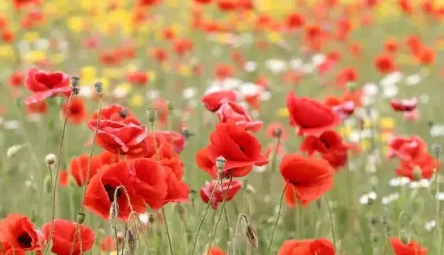 这个“偏方”能治病？上饶两位村民在自家菜地种植这种植物被抓…