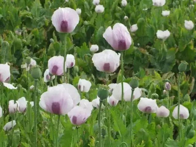 这个“偏方”能治病？上饶两位村民在自家菜地种植这种植物被抓…