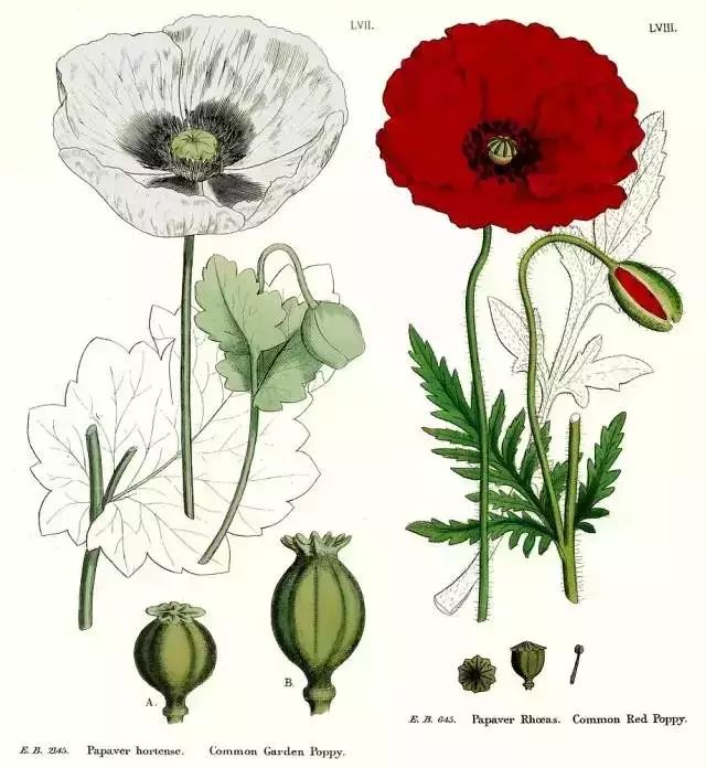 这个“偏方”能治病？上饶两位村民在自家菜地种植这种植物被抓…