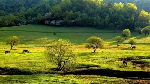西安旅游景区直通车推出春节优惠,西安免费景点直通车