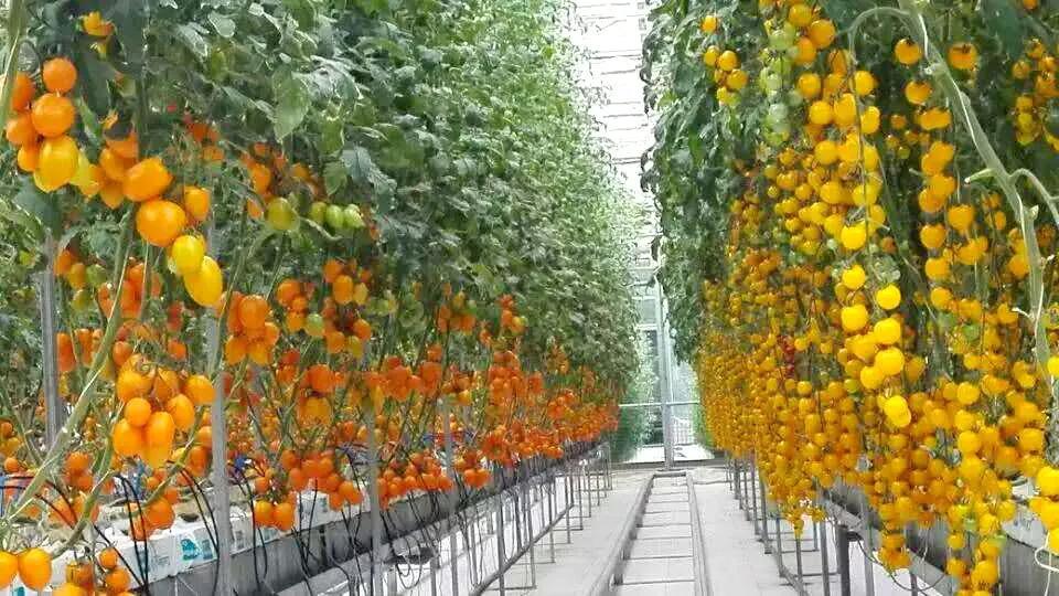 内蒙古乡村振兴标志,包头乡村振兴文化标识定做