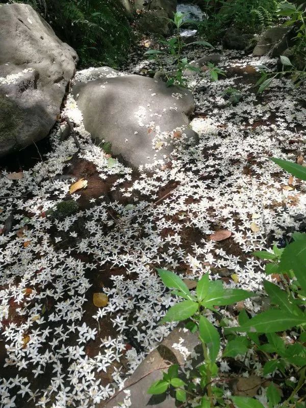 花为美，峡谷风光等你来，娱乐休闲尽开怀