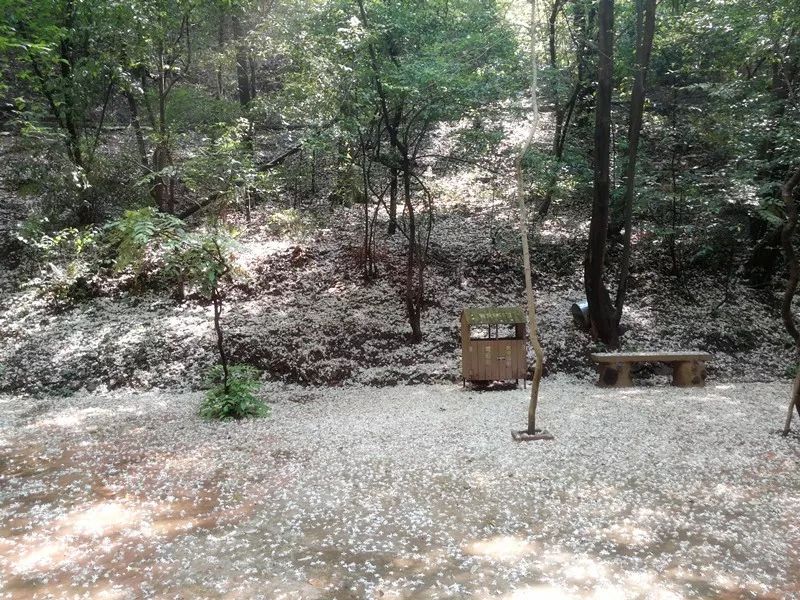 花为美，峡谷风光等你来，娱乐休闲尽开怀