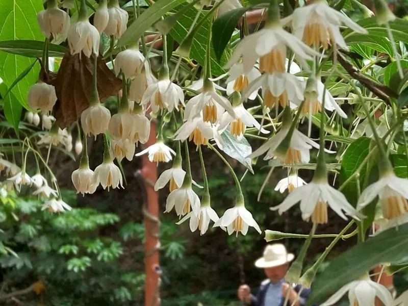 花为美，峡谷风光等你来，娱乐休闲尽开怀