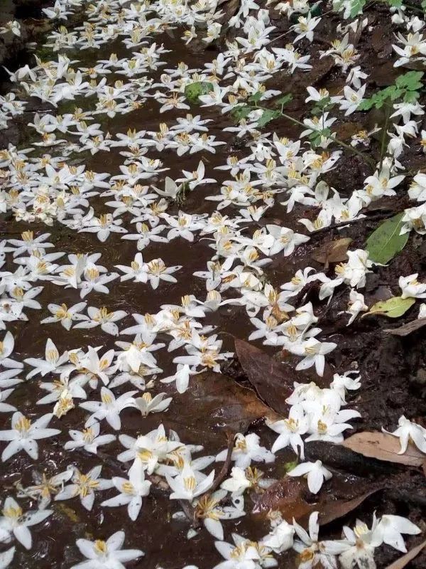 花为美，峡谷风光等你来，娱乐休闲尽开怀