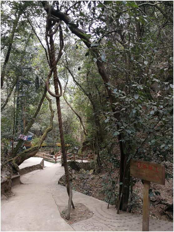 花为美，峡谷风光等你来，娱乐休闲尽开怀