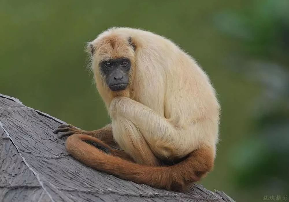 上海野生动物园游览攻略,上海野生动物园的旅游路线示意图