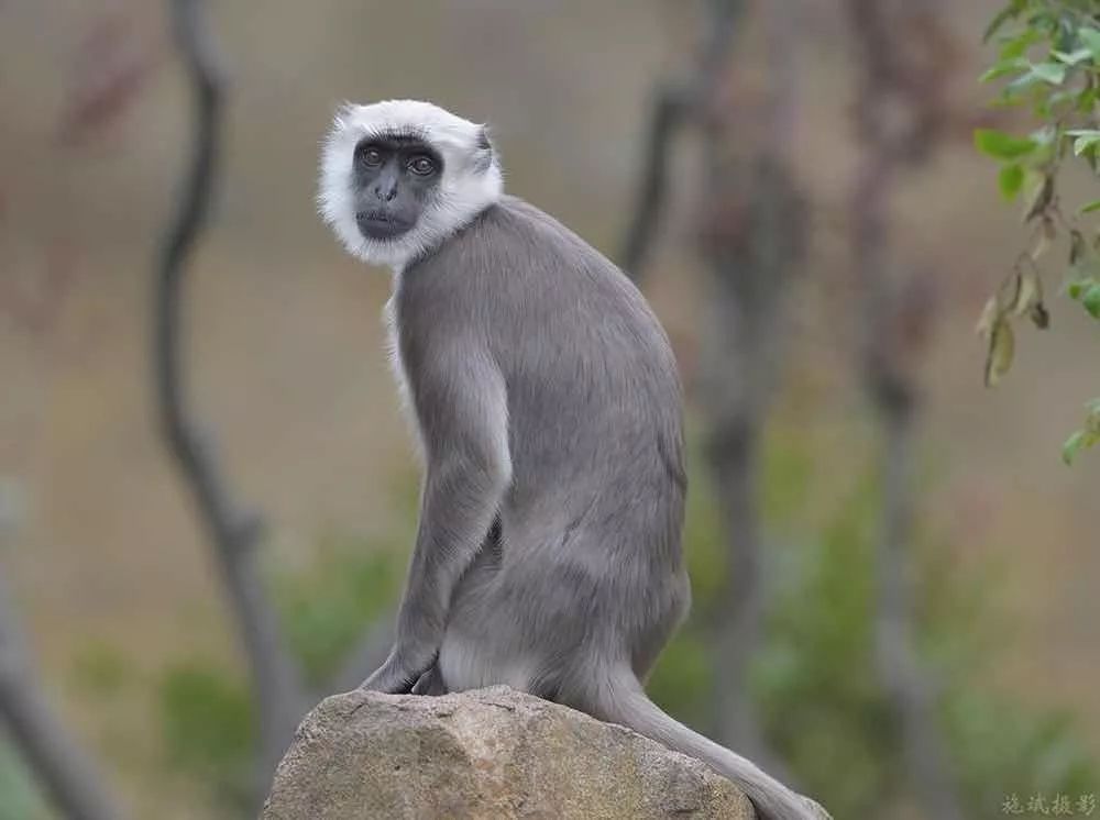 上海野生动物园游览攻略,上海野生动物园的旅游路线示意图