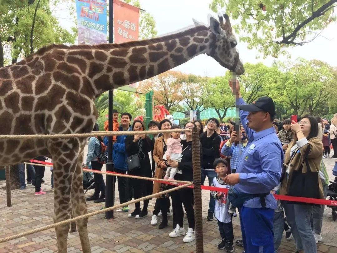 上海野生动物园游览攻略,上海野生动物园的旅游路线示意图