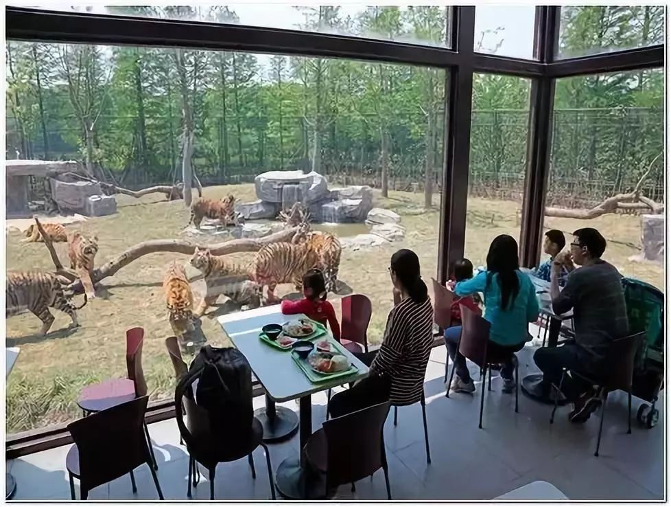 上海野生动物园游览攻略,上海野生动物园的旅游路线示意图