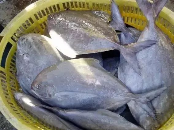 大连最新管控时间,大连最新重要通告