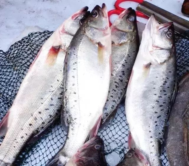 大连最新管控时间,大连最新重要通告