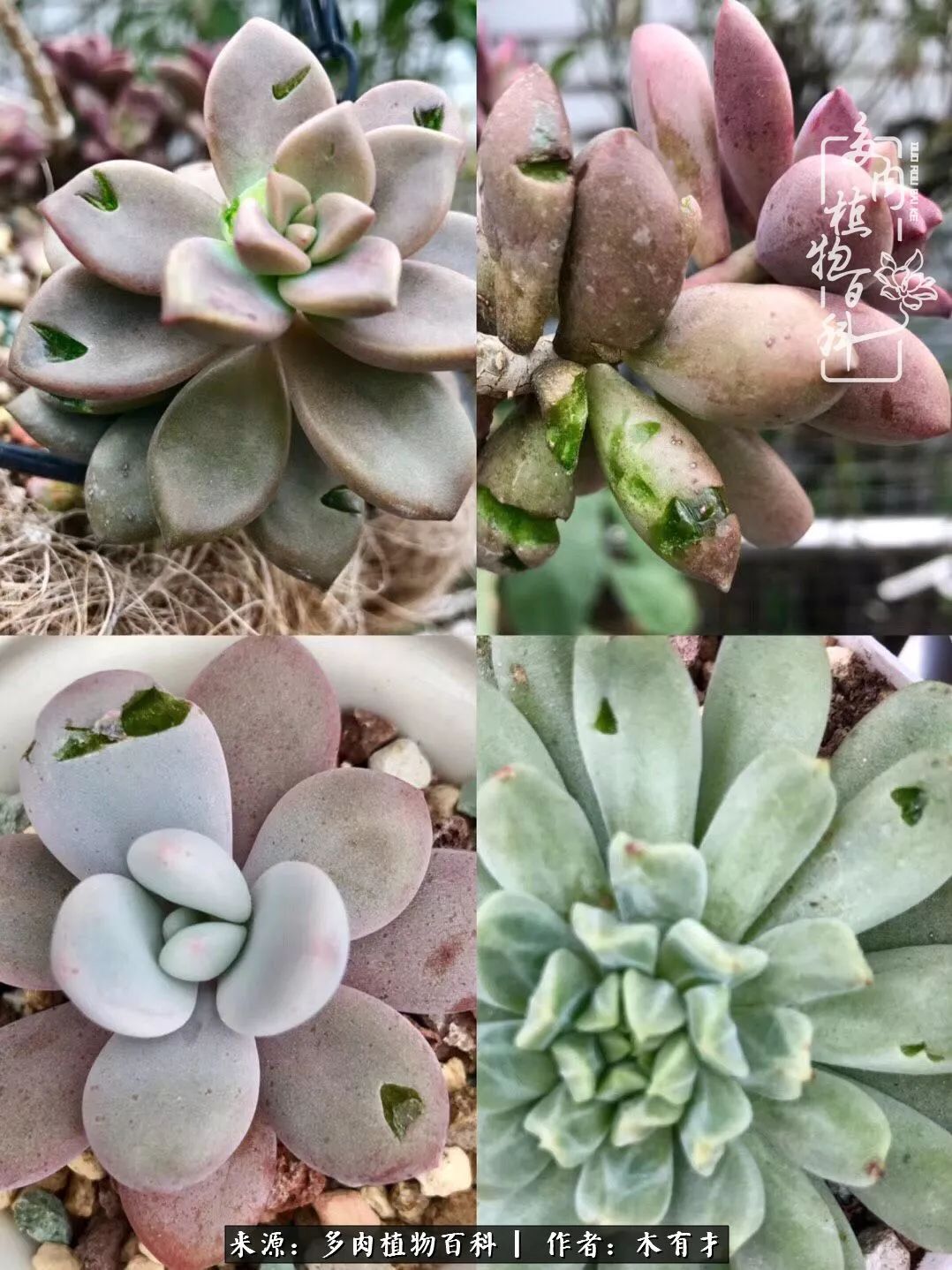 闲聊多肉大军四川“兵团”川南支队养肉记！