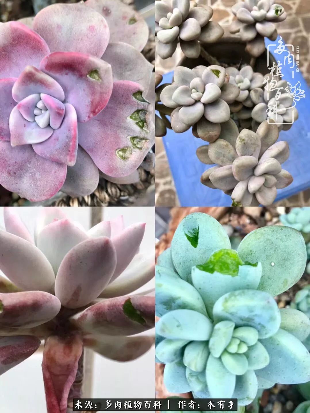 闲聊多肉大军四川“兵团”川南支队养肉记！