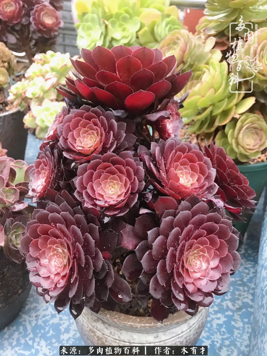 闲聊多肉大军四川“兵团”川南支队养肉记！