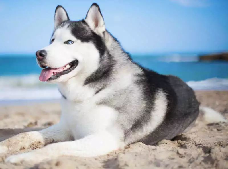 哈士奇的生活习性和饲养方法,哈士奇幼犬饲养注意事项有哪些