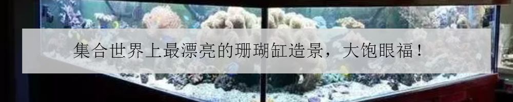 海马入缸几天喂食,海马怎么培植