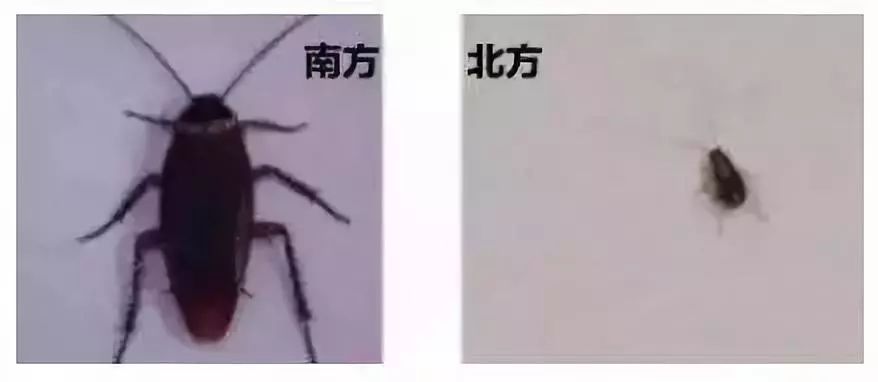 轻轻一贴蟑螂一窝端,广州蟑螂怎么消灭
