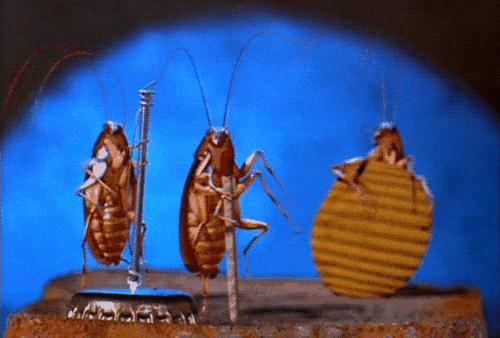 轻轻一贴蟑螂一窝端,广州蟑螂怎么消灭