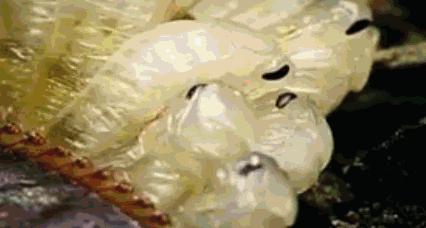 轻轻一贴蟑螂一窝端,广州蟑螂怎么消灭